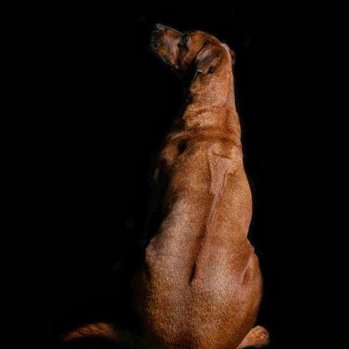 Hundeauslaufgebiet-Heike Schulte Fotografie-Bild