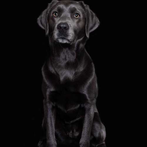 Hundeauslaufgebiet-Heike Schulte Fotografie-Bild