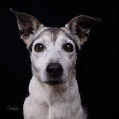 Hundeauslaufgebiet-Heike Schulte Fotografie-Bild