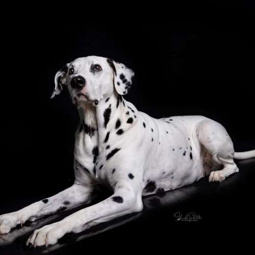 Hundeauslaufgebiet-Heike Schulte Fotografie-Bild