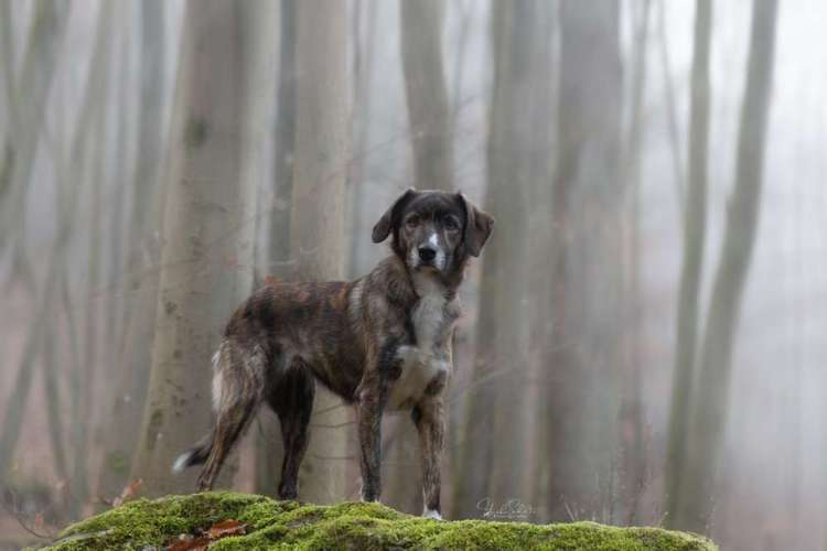 Hundeauslaufgebiet-Heike Schulte Fotografie-Bild