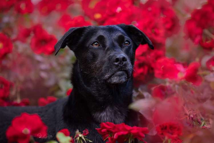 Hundeauslaufgebiet-Heike Schulte Fotografie-Bild