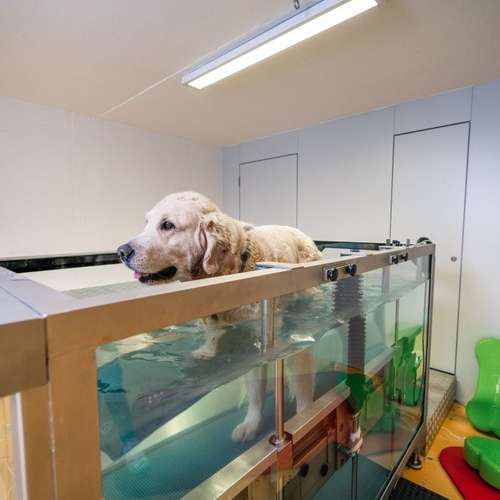 Hundeauslaufgebiet-Tierklinik Schwarzmann-Bild