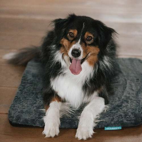 Hundeauslaufgebiet-Manuly GmbH-Bild