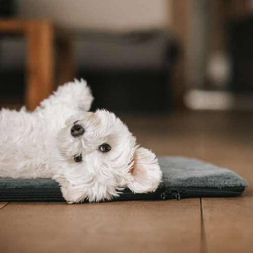 Hundeauslaufgebiet-Manuly GmbH-Bild