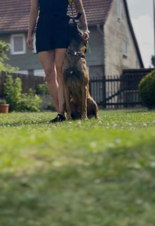 Hundeauslaufgebiet-MS.Dogtraining UG-Bild