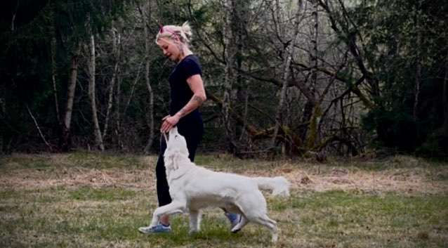 Hundeauslaufgebiet-MS.Dogtraining UG-Bild