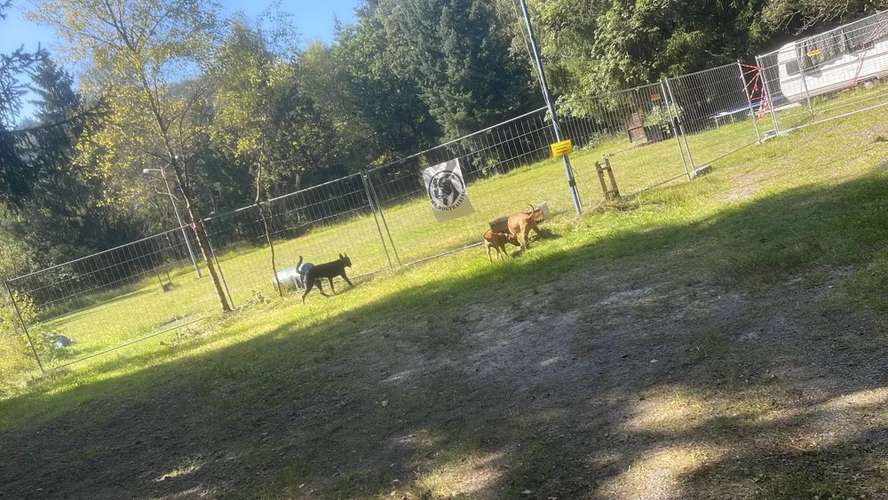 Hundeauslaufgebiet-MS.Dogtraining UG-Bild