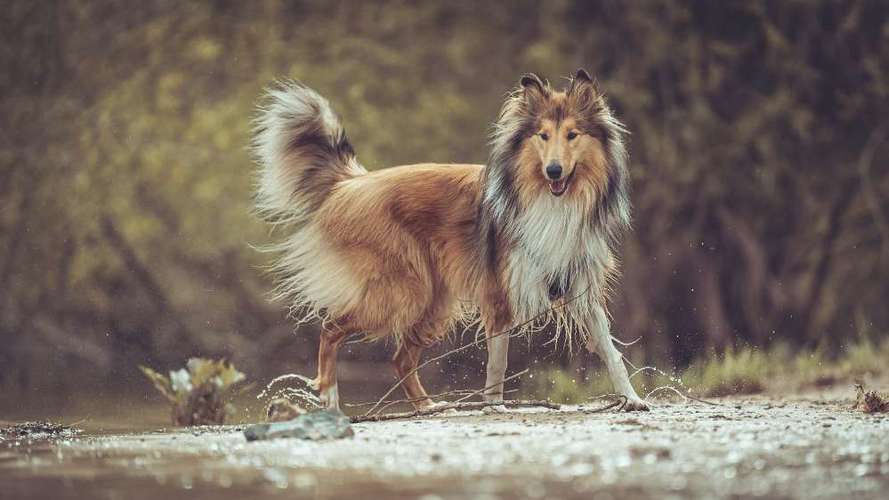 Hundeauslaufgebiet-Dogpictures Michael Wipperfürth-Bild