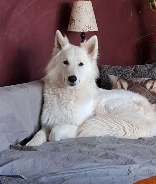 Hundeauslaufgebiet-Tierkommunikation und Energetik für Menschen & Tiere-Bild