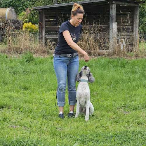 Hundeauslaufgebiet-Hundeschule NatureDogs-Bild