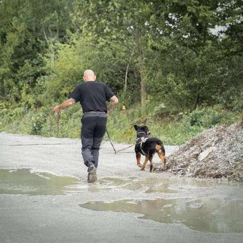 Hundeauslaufgebiet-Hundeschule NatureDogs-Bild