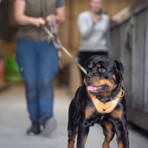 Hundeauslaufgebiet-Hundeschule NatureDogs-Bild