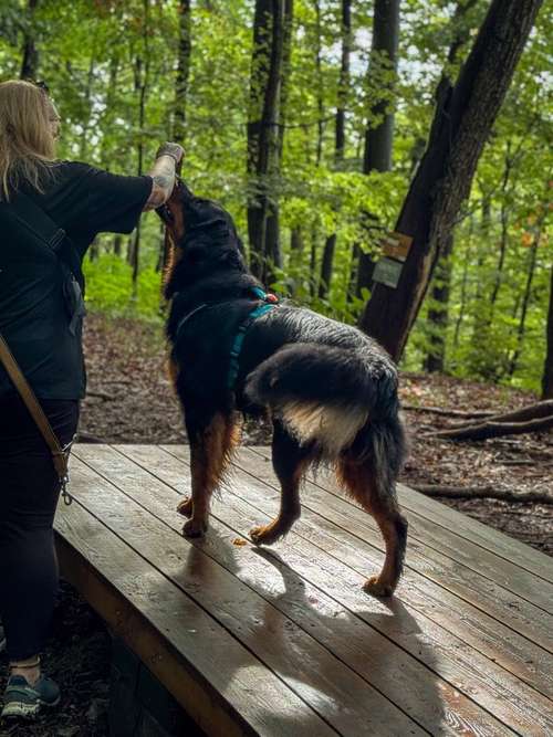 Hundeauslaufgebiet-traildogs-Bild