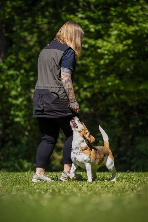 Hundeauslaufgebiet-traildogs-Bild