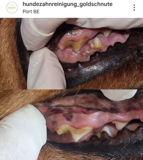 Hundeauslaufgebiet-Hundezahnreinigung GoldSchnute-Bild