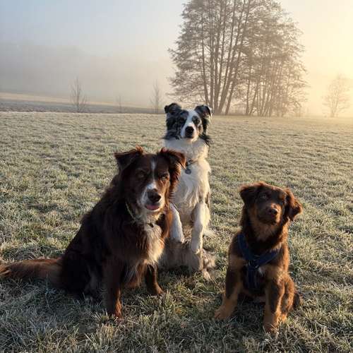 Hundeauslaufgebiet-Tiernaturheilkunde Rebekka Schwedler-Bild