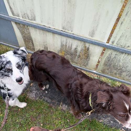 Hundeauslaufgebiet-Tiernaturheilkunde Rebekka Schwedler-Bild