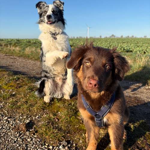 Hundeauslaufgebiet-Tiernaturheilkunde Rebekka Schwedler-Bild