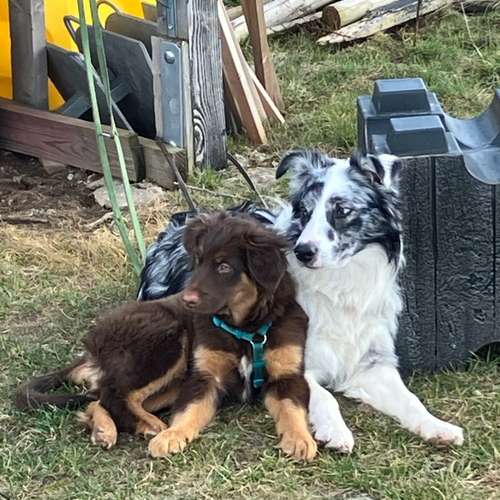 Hundeauslaufgebiet-Tiernaturheilkunde Rebekka Schwedler-Bild