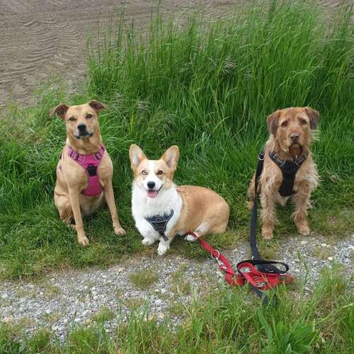 Hundeauslaufgebiet-Pfotenparadies-Bild