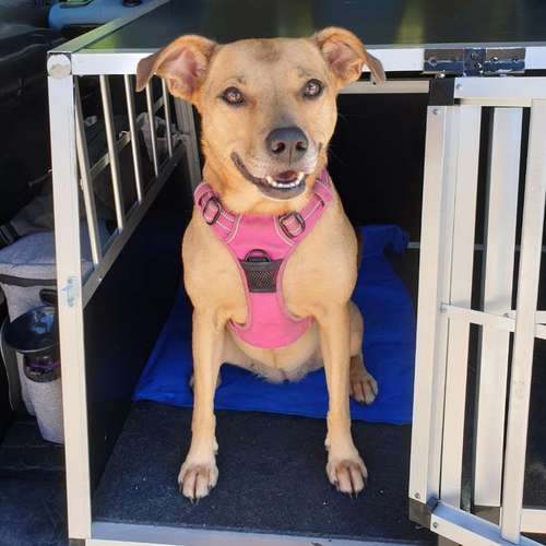 Hundeauslaufgebiet-Pfotenparadies-Bild