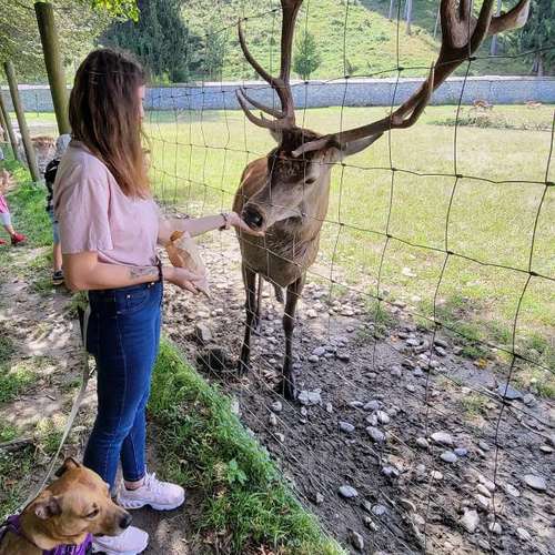 Hundeauslaufgebiet-Pfotenparadies-Bild