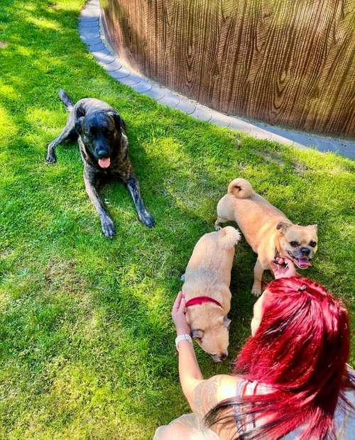 Hundeauslaufgebiet-canis connection-Bild