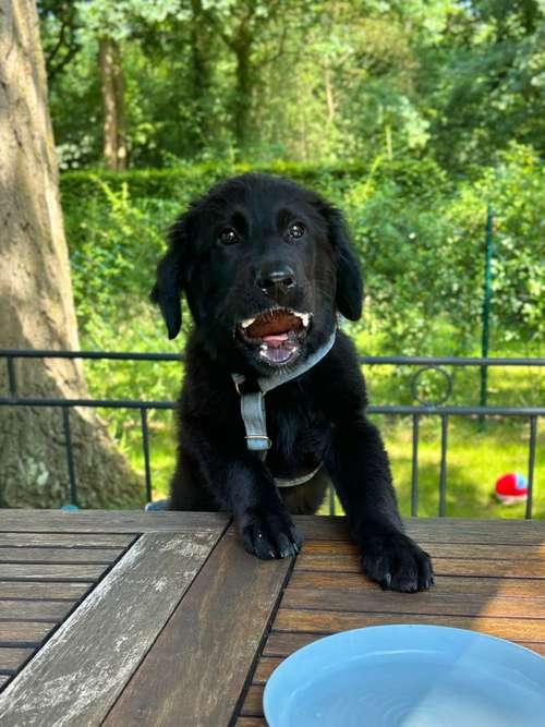 Hundeauslaufgebiet-Pets-Kitchen-Bild