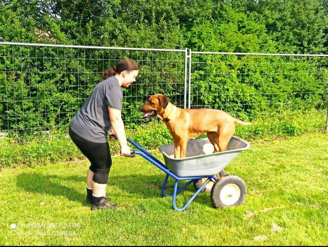 Hundeauslaufgebiet-Odenwald Schnüffler-Bild