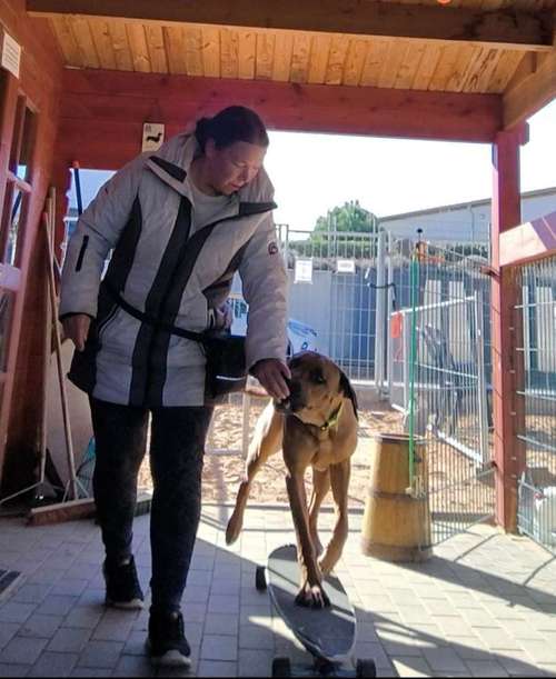 Hundeauslaufgebiet-Odenwald Schnüffler-Bild