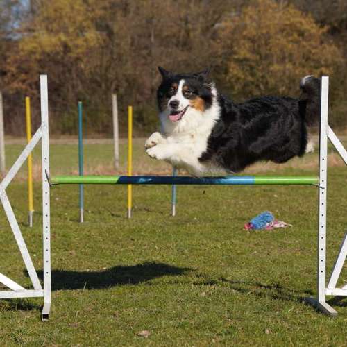 Hundeauslaufgebiet-CaniFit-Partner Mensch und Hund e.V.-Bild