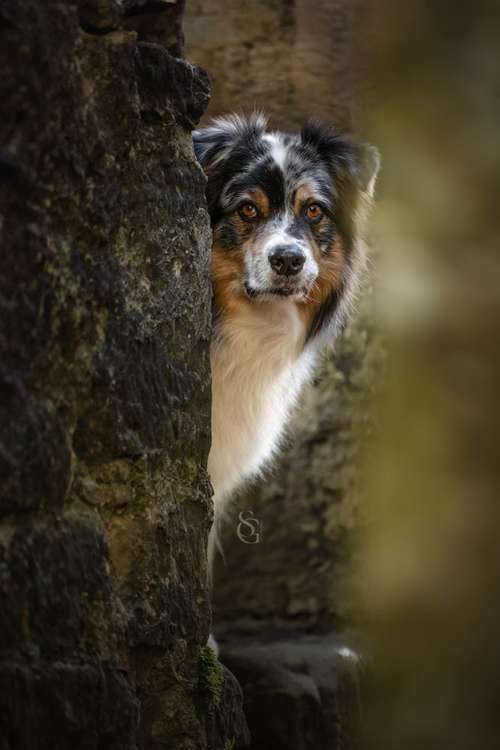 Hundeauslaufgebiet-Sissygraphics-Bild