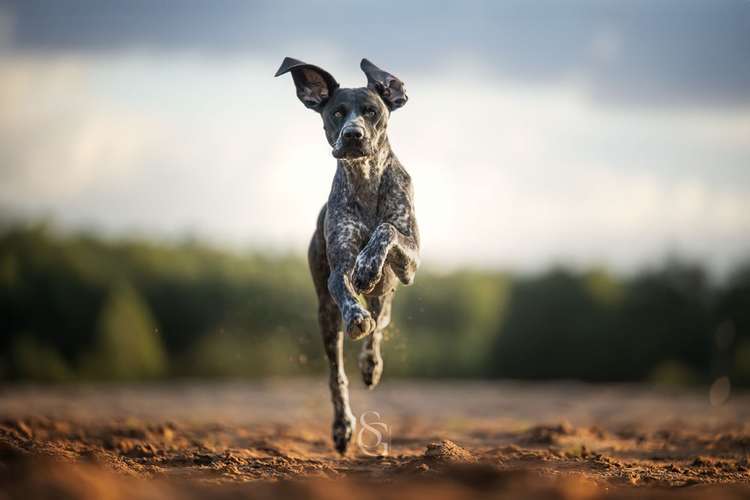 Hundeauslaufgebiet-Sissygraphics-Bild