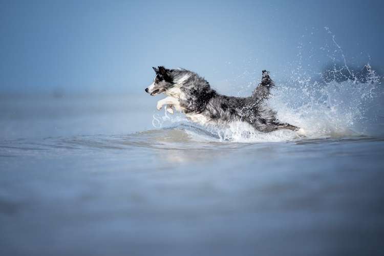 Hundeauslaufgebiet-Sissygraphics-Bild