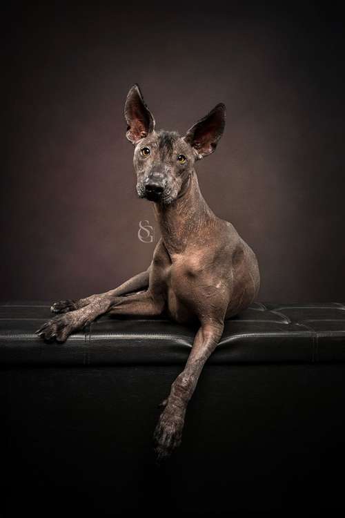 Hundeauslaufgebiet-Sissygraphics-Bild