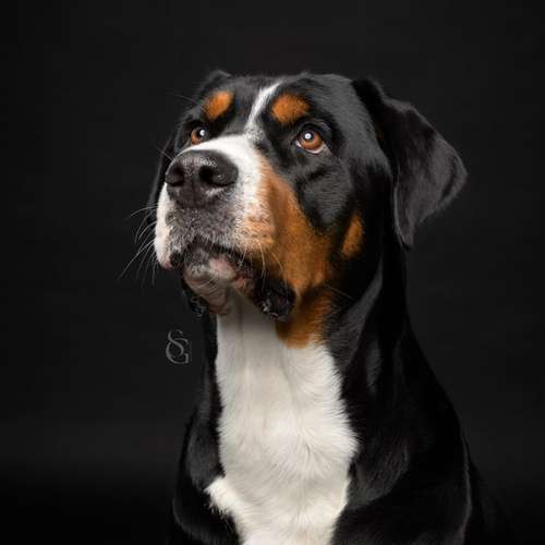 Hundeauslaufgebiet-Sissygraphics-Bild