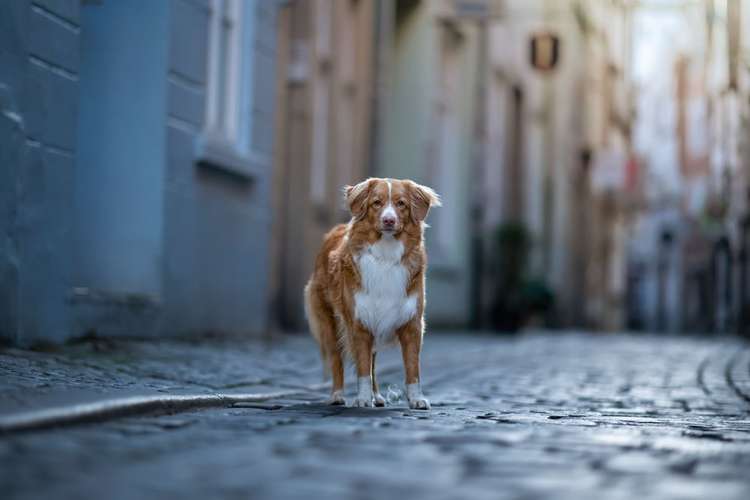 Hundeauslaufgebiet-Sissygraphics-Bild