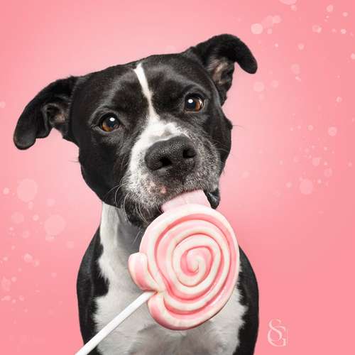 Hundeauslaufgebiet-Sissygraphics-Bild