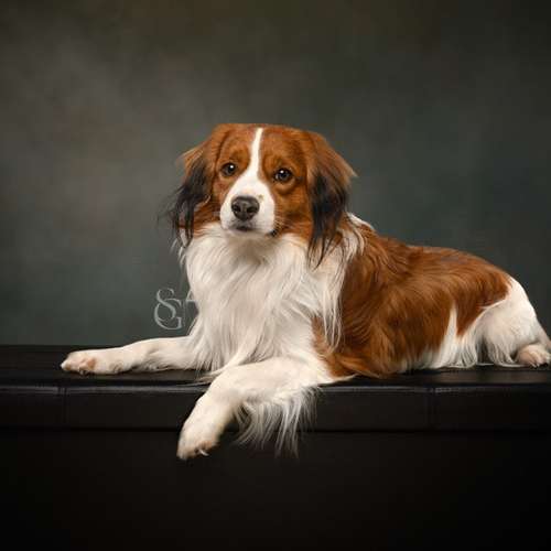 Hundeauslaufgebiet-Sissygraphics-Bild