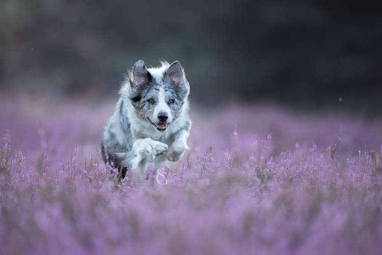 Hundeauslaufgebiet-Sissygraphics-Bild