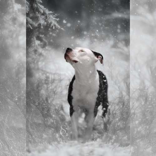 Hundeauslaufgebiet-Sissygraphics-Bild