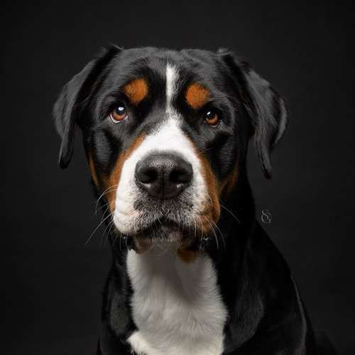 Hundeauslaufgebiet-Sissygraphics-Bild