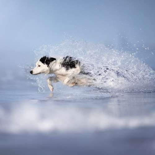 Hundeauslaufgebiet-Sissygraphics-Bild