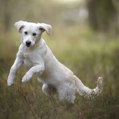 Hundeauslaufgebiet-Sissygraphics-Bild