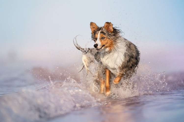 Hundeauslaufgebiet-Sissygraphics-Bild