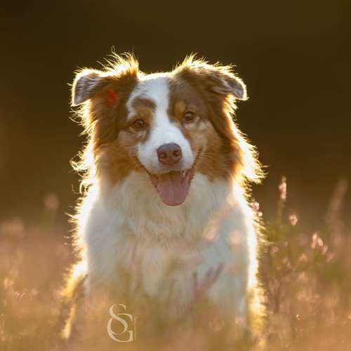Hundeauslaufgebiet-Sissygraphics-Bild