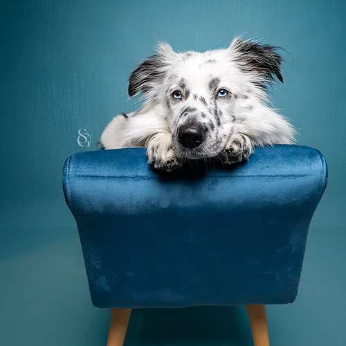 Hundeauslaufgebiet-Sissygraphics-Bild