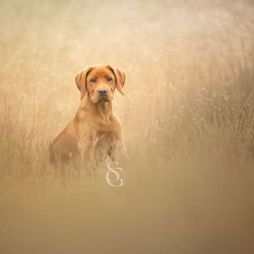 Hundeauslaufgebiet-Sissygraphics-Bild