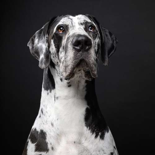 Hundeauslaufgebiet-Sissygraphics-Bild